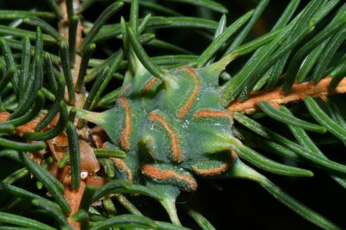 Réf. 236 682 : Sacchiphantes abietis